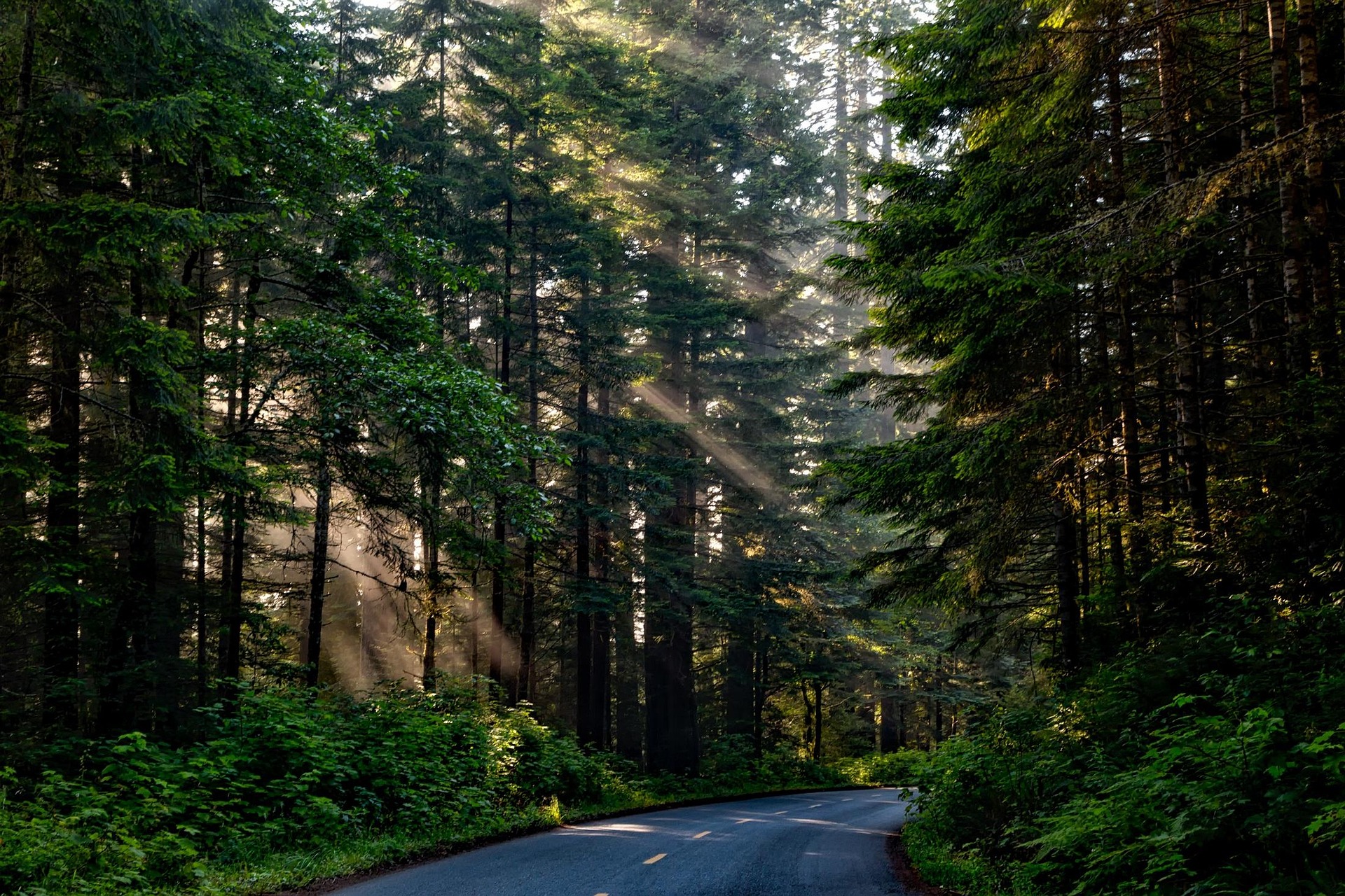 Sunlit forest road through tall trees